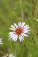 Aster-versicolor-22-07-2011-3150