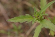 Bidens-tripartita-12-08-2011-4533