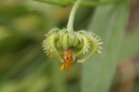 Calendula-arvensis-06-06-2009-3950