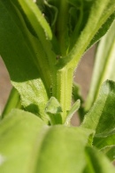 Calendula-officinalis-27-06-2009-6250