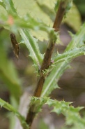 Carlina-vulgaris-30-08-2010-4656