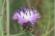 Centaurea-aspera-02-07-2009-7592