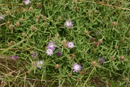 Centaurea-aspera-02-07-2009-7631