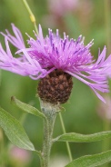 Centaurea-cyanus-17-06-2010-9982