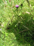 Centaurea-jacea1