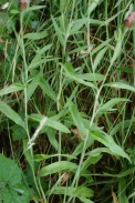 Centaurea-thuillieri-07-07-2009-8934