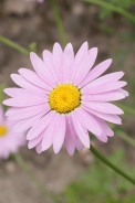 Chrysanthemum-cinerariaefolium-06-06-2009-4014