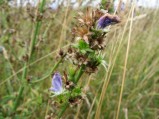 Cichorium-intybus-fruits-03-09-2-08-4158