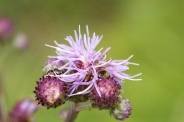 Cirsium-arvense-09-07-2009-9486