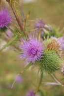 Cirsium-lanceolatum-27-07-2009-1856