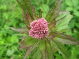 Eupatorium-cannabinum-10-05-2008-2839