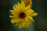 Helianthus-tuberosus-03-10-2009-5052