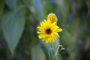 Helianthus-tuberosus-03-10-2009-5053