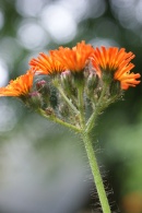 Hieracium-aurantiacum-06-06-2009-4007