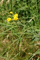 Hieracium-laevigatum-16-07-2009-0319