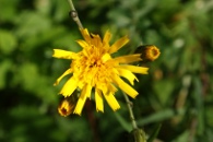 Hieracium-laevigatum-16-07-2009-0331