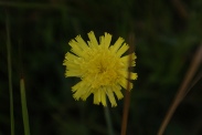 Hieracium-pilosella-07-07-2009-8594