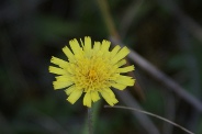 Hieracium-pilosella-24-06-2010-0567