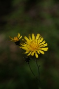 Hieracium-sabaudum-11-08-2011-4336