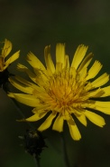 Hieracium-sabaudum-11-08-2011-4338