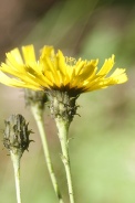 Hieracium-sabaudum-11-08-2011-4341