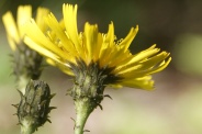 Hieracium-sabaudum-11-08-2011-4349