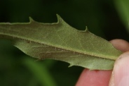 Hieracium-sabaudum-17-07-2011-2799