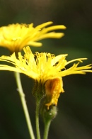 Hieracium-vulgatum-27-06-2009-6635