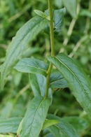 Inula-salicina-01-07-2009-7350