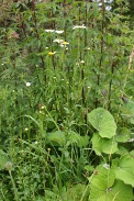 Leucanthemum-vulgare-09-07-2009-9419