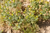 Matricaria-discoidea-18-07-2009-0042