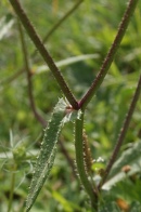 Picris-echioides-26-07-2009-1465