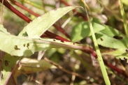 Picris-hieracioides-30-08-2010-4761