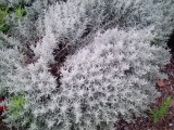 Santolina-chamaecyparissus-Trouville-PIC-0022