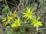 Senecio-gallicus-fleurs4-01-07-2008