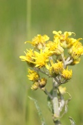 Senecio-paludosus-15-06-2011-9822