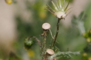 Senecio-vulgaris-27-04-2010-7334