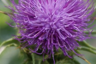 Silybum-marianum-18-07-2009-0693