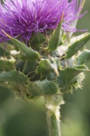 Silybum-marianum-18-07-2009-0694