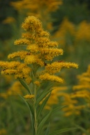 Solidago-gigantea-18-07-2009-0525