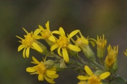 Solidago-virgaurea-30-08-2010-4778