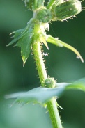 Sonchus-oleraceus-01-07-2009-6877