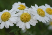 Tanacetum-parthenium-01-07-2009-7198