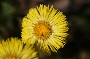 Tussilago-farfara-28-03-2011-5708