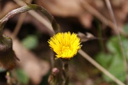 Tussilago-farfara-31-03-2010-6233