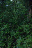 Alliaria-petiolata-16-05-2009-2341