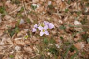 Cardamine-pratensis-04-04-2009-802