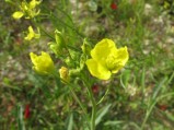 Diplotaxis-tenuifolia1