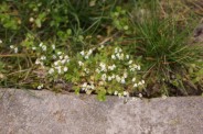 Draba-verna-19-03-2009-220