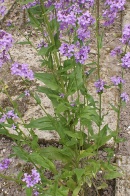 Hesperis-matronalis-06-06-2009-3791